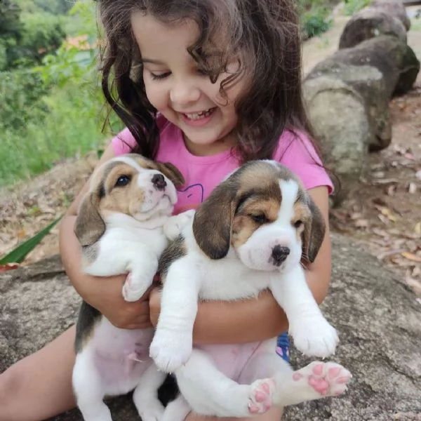 cuccioli maschi e femmine beagle con documenti+. | Foto 0