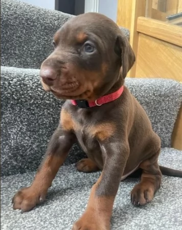 cuccioli di dobermann chocolate | Foto 0