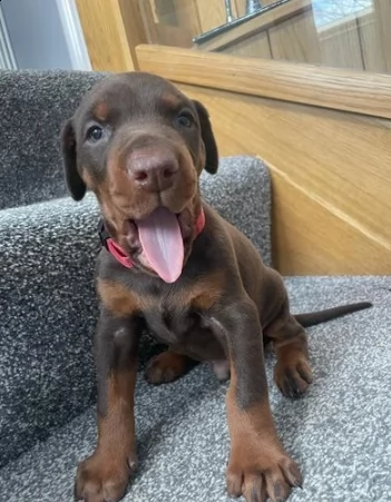 cuccioli di dobermann chocolate