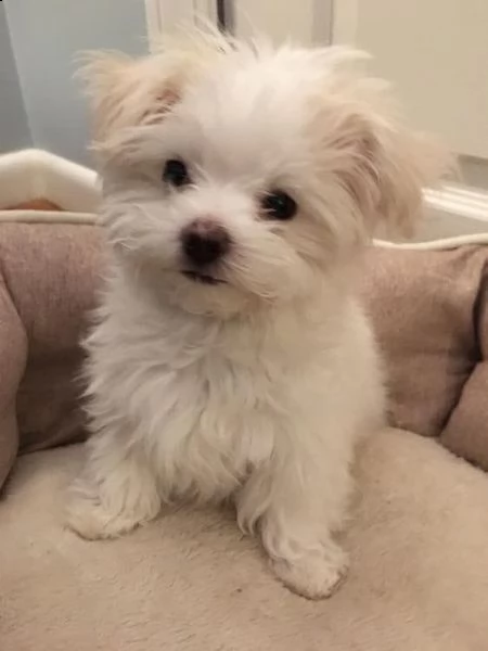 cuccioli maltesi registrati(+393509706299)