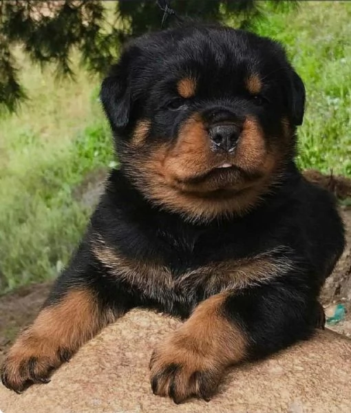   regalo rottweiler cuccioli (maschio e femmina) bellissimo cuccioli di rottweiler (maschio e femmin