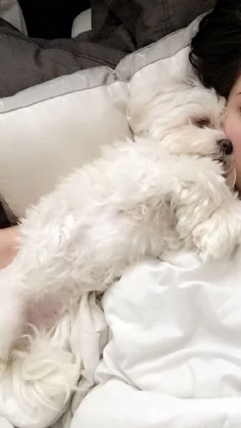 disponibili cuccioli maltesi addestrati (+393509706299)