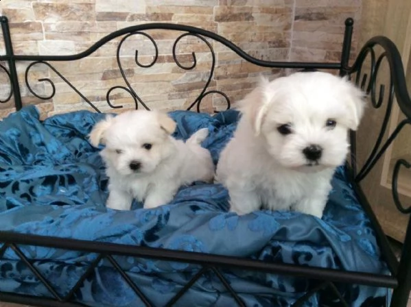 cuccioli di maltese dolci e favolosi | Foto 1