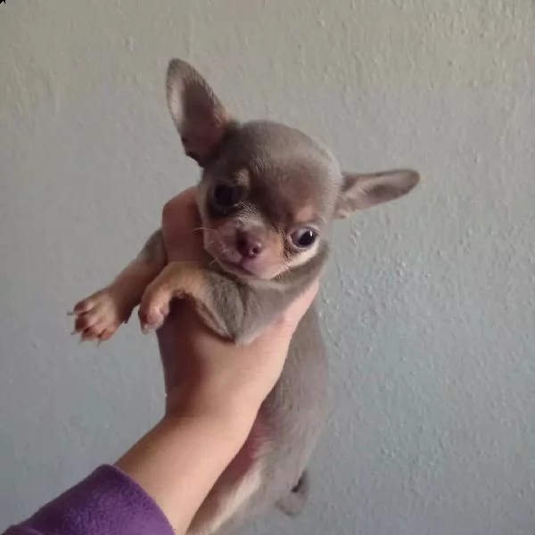 bellissimi chihuahua cuccioli maschi e femmine | Foto 1
