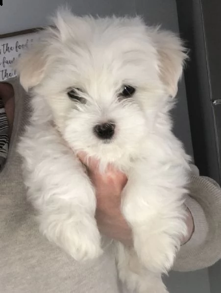 cuccioli di maltese | Foto 2