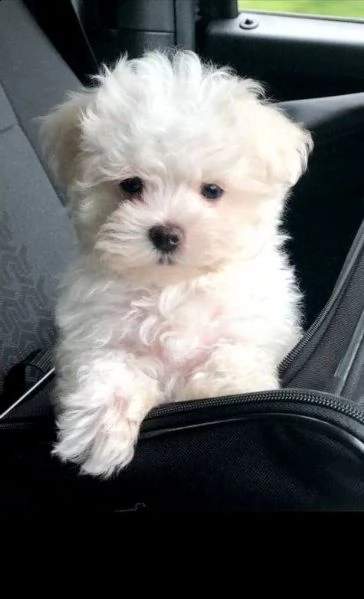 cuccioli di maltese | Foto 1