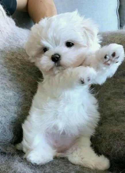 cuccioli di maltese | Foto 0