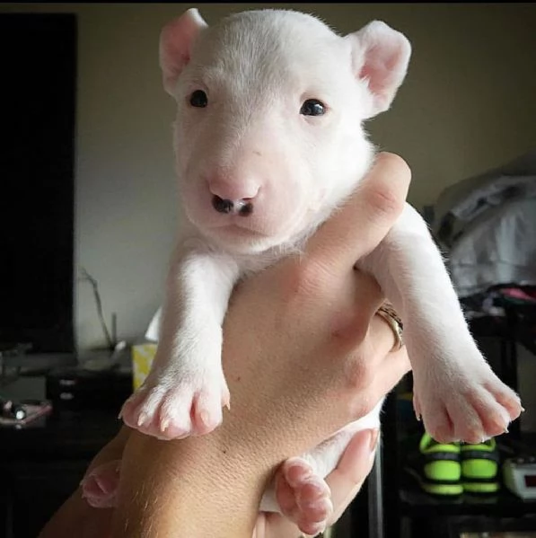 cuccioli di bull terrier in adozione