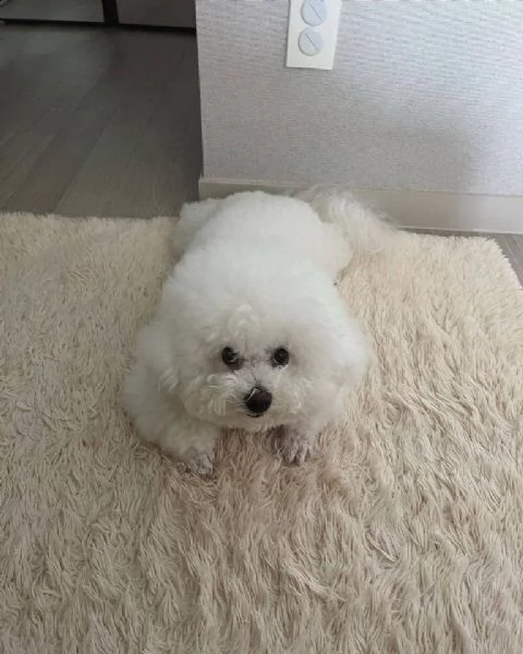 vendo adorabili cuccioli di maltese. | Foto 0