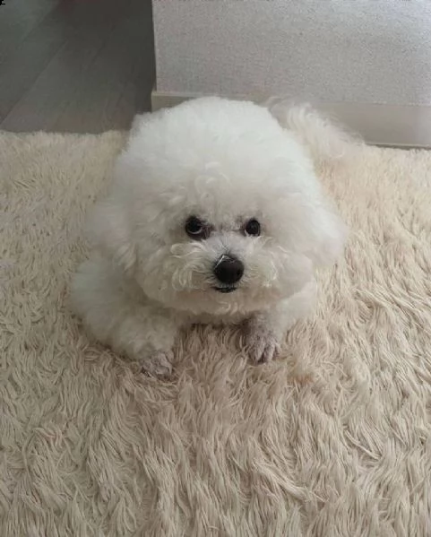 vendo adorabili cuccioli di maltese.