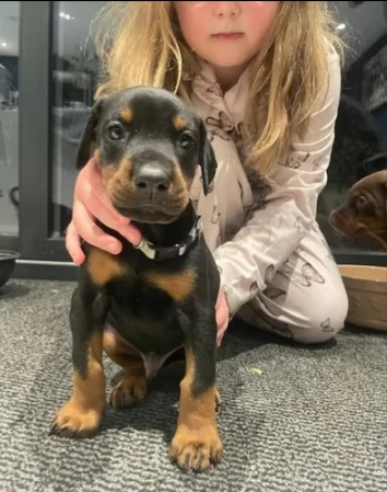 cuccioli sani e belli dobermann