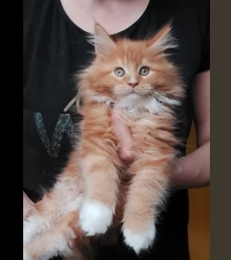 meravigliosi cuccioli di maine coon