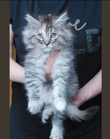 meravigliosi cuccioli di maine coon | Foto 0