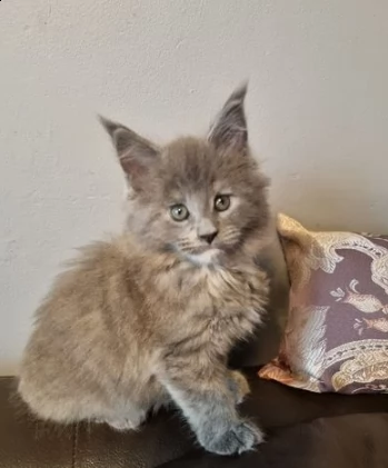 due gatti maine coon