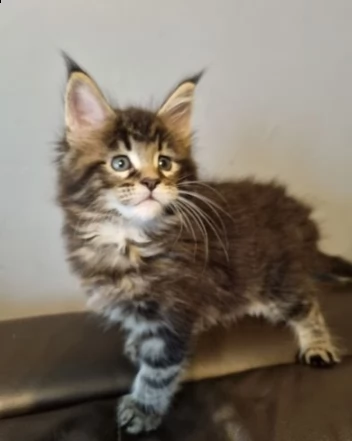 due gatti maine coon | Foto 0