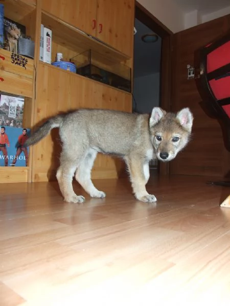 cuccioli cane lupo cecoslovacco