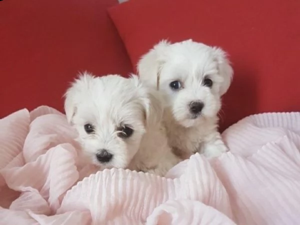 cuccioli maltese
