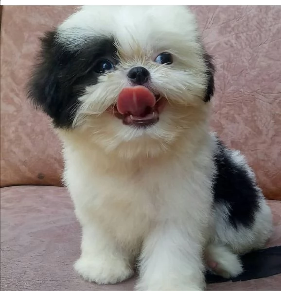   regalo shih-tzu  toy..