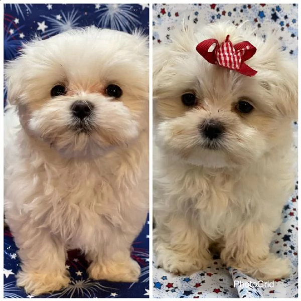 cuccioli di maltese molto piccoli ora disponibili