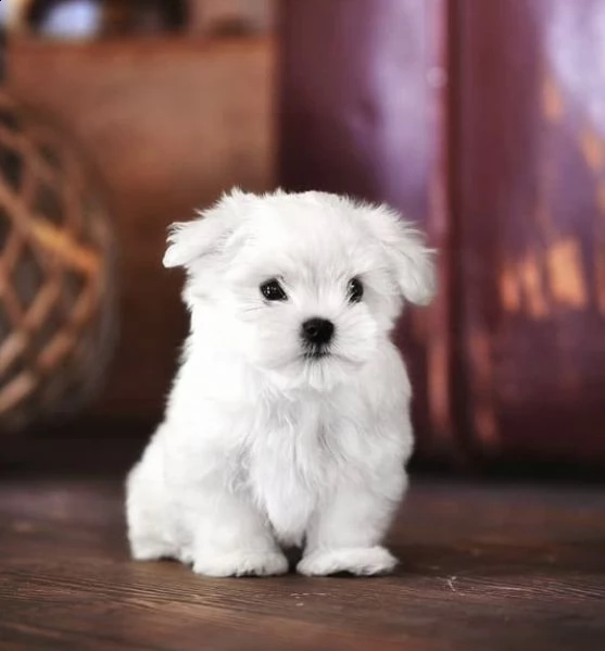 regalo  maltese mini toy[[ | Foto 0