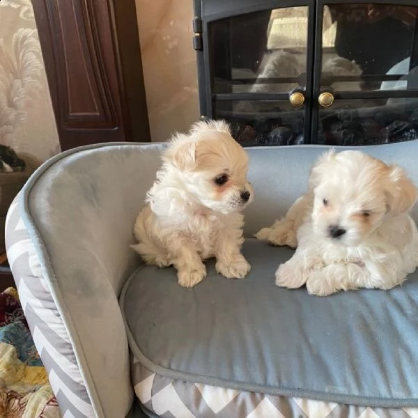 cuccioli di maltese maschio e femmina (+393509706299)