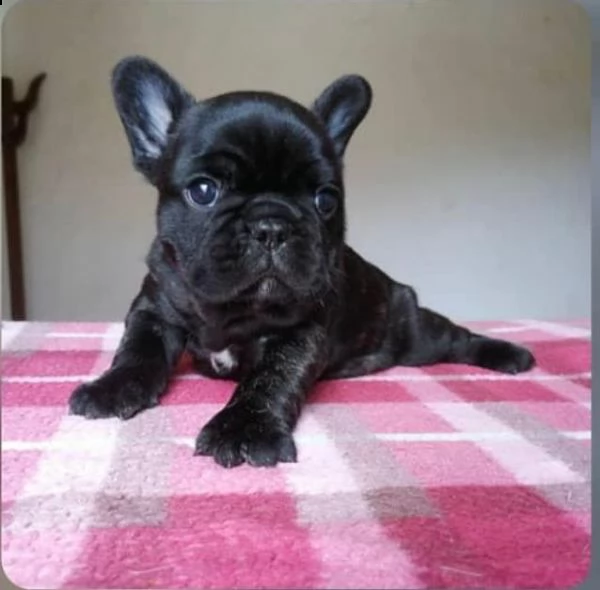 regalo francese disponibile..  | Foto 0