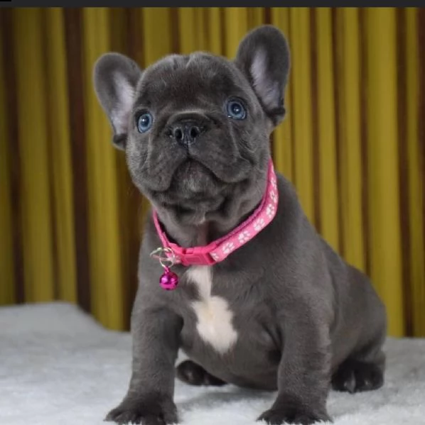 regalo francese disponibile.. 