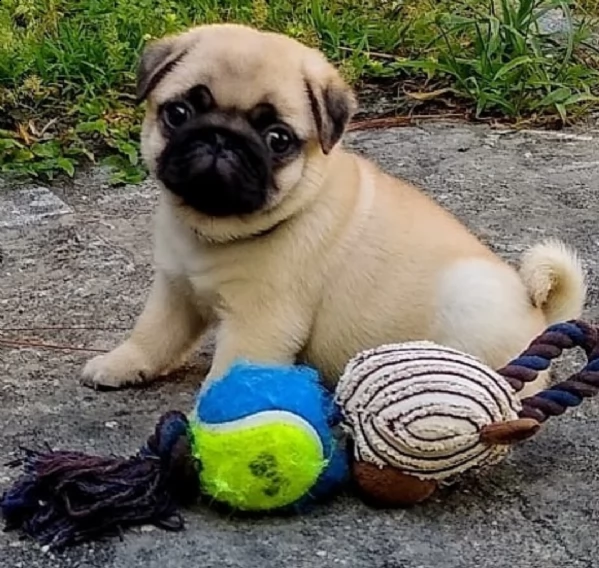 ,,,,,,regalo carlino mini. ,,,,,,,,,, 