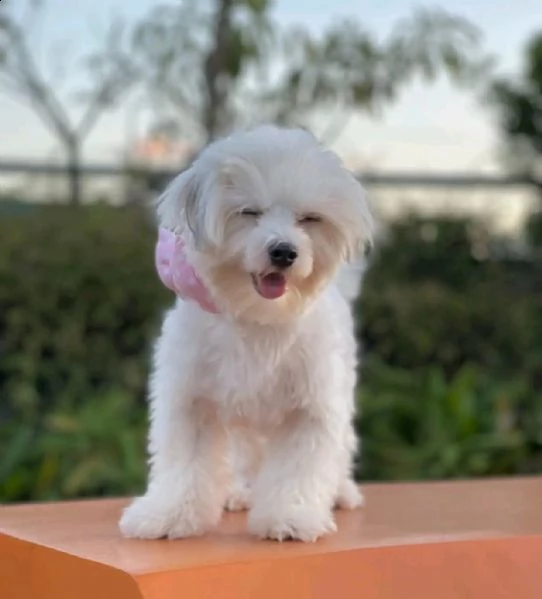 cuccioli maltesi | Foto 0