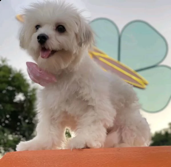 cuccioli maltesi