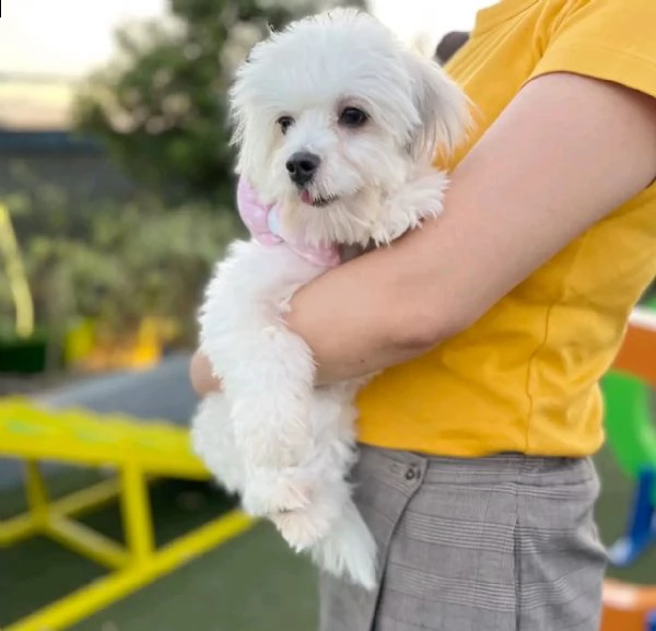 cuccioli maltesi | Foto 0