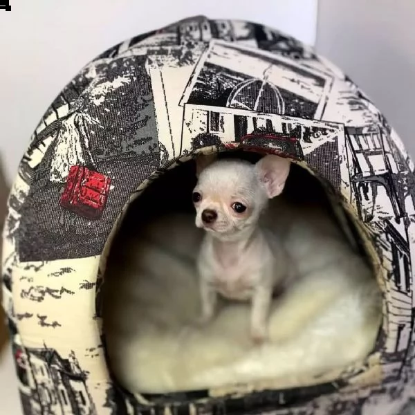 accogliente maschi e femmine chihuahua  cuccioli con le carte | Foto 1