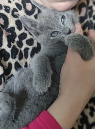 gattini puri blu di russia