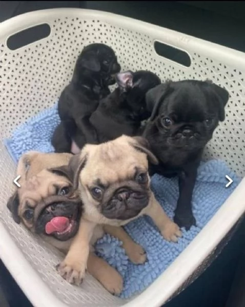 regalo cuccioli carlino