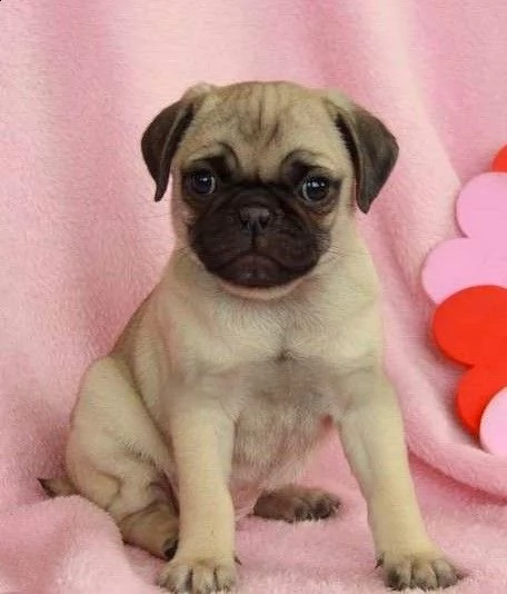 cuccioli di carlino, maschietti e femminucce