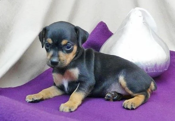 cuccioli pinscher nano e toy