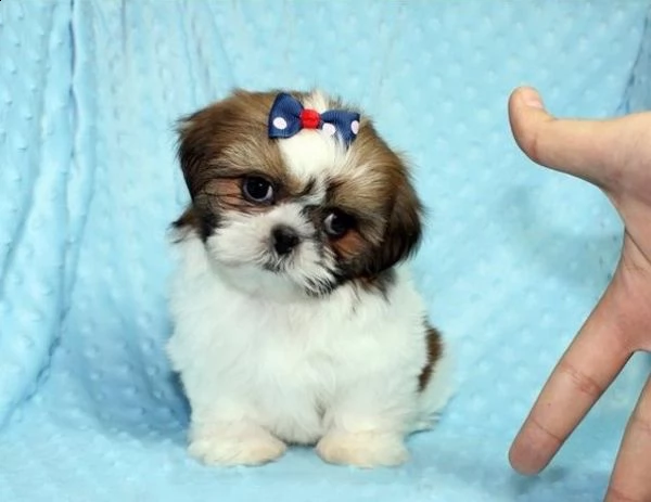 cuccioli di shih tzu toy e nano