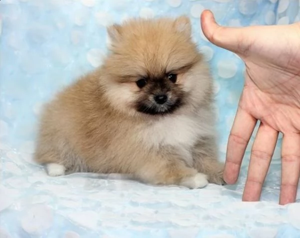 cuccioli spitz nano e toy