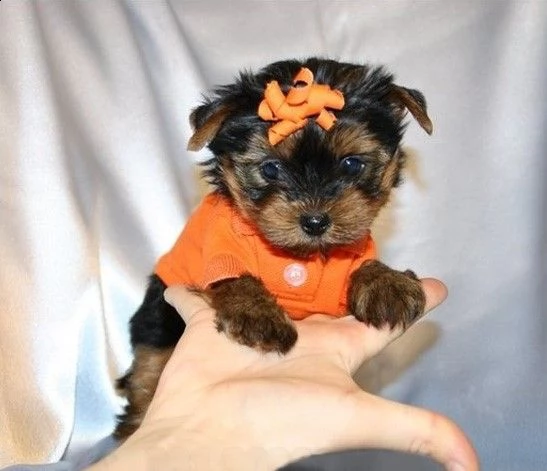 cuccioli yorkshire terrier toy