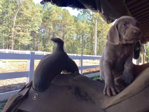cuccioli di weimaraner per case amorevoli | Foto 1