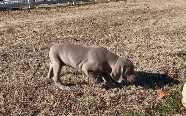 weimaraner cuccioli sani per case amorevoli. | Foto 0