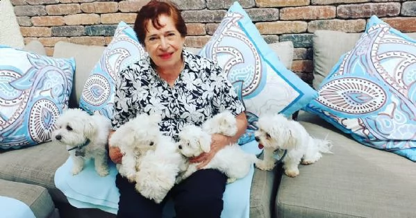 maltese cuccioli sani per case amorevoli | Foto 1