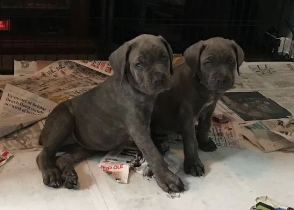 ❤️cane corso di pura razza maschi e femmine di qualità pronti subito e alla ricerca di una nuova cas