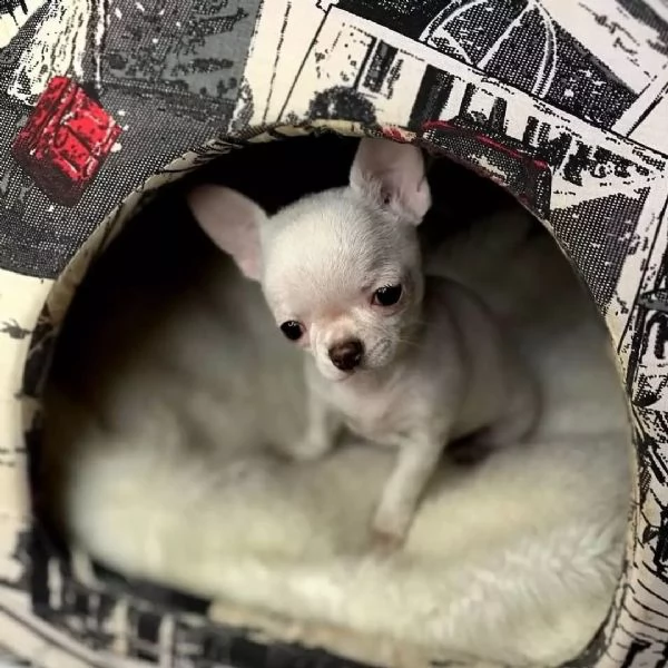 chihuahua cuccioli sani per case amorevoli | Foto 0