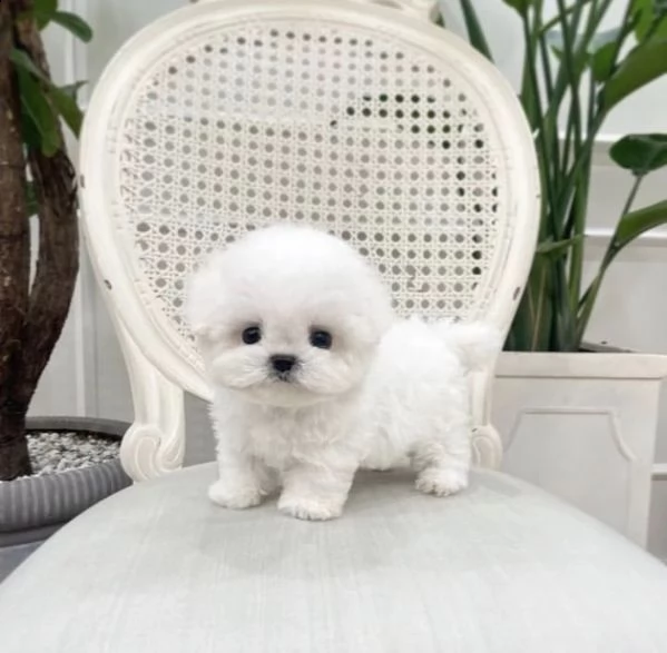 regalo  maltese mini toy))