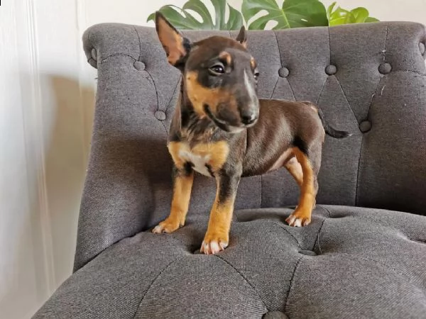 regalo adorabili cuccioli  dobermann 