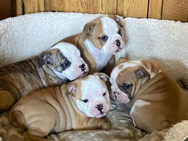 cuccioli inglese bulldog disponibili per adozione 