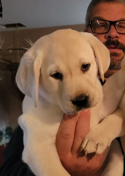 regalo cuccioli labrador .