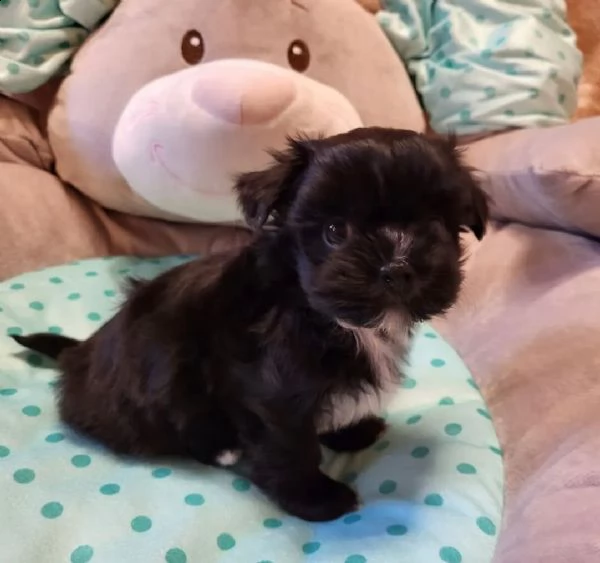 cuccioli di mix maltese havanese | Foto 1