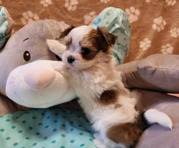 cuccioli di mix maltese havanese | Foto 0